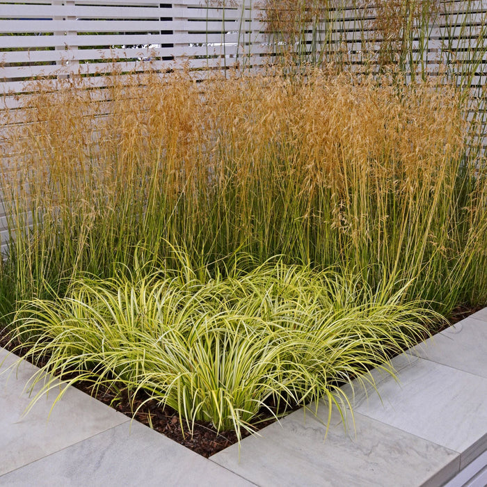 Carex Evergold Japanese Sedge Grass Plants in a garden bed with a white lattice background