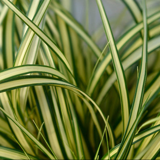 Carex Evergold Japanese Sedge Grass