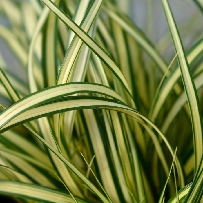 Carex Evergold Japanese Sedge Grass