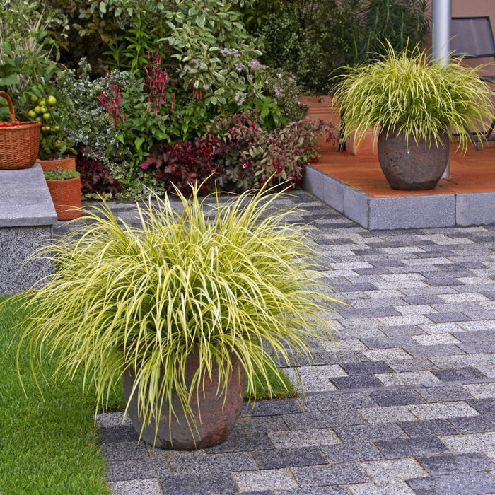 Carex everillo Potted plants on a patio with a stone pathway and garden furniture.