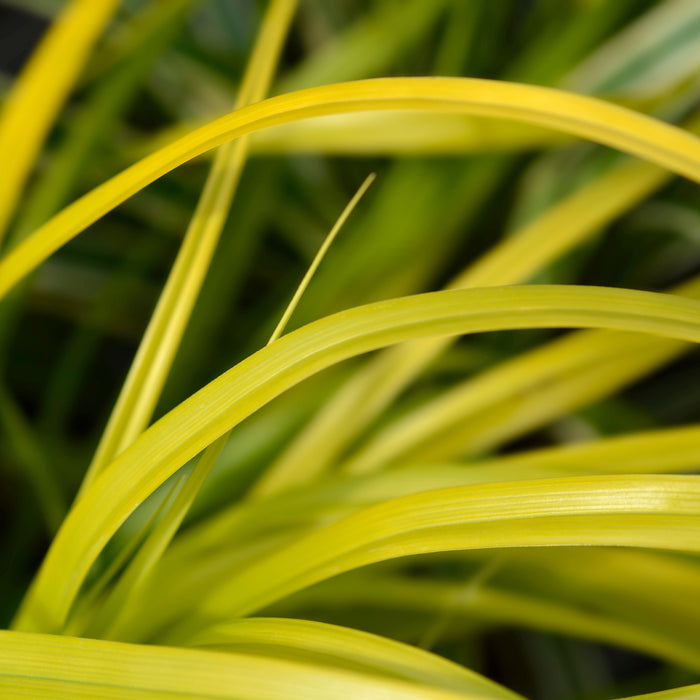 Carex everillo Potted plants on a patio close up view
