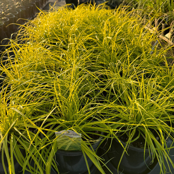 carex everillo Bright yellow ornamental grass in black nursery pots, photographed in a greenhouse or nursery setting with other plants blurred in the background.