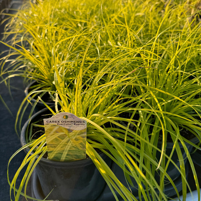 Carex everillo Potted plants