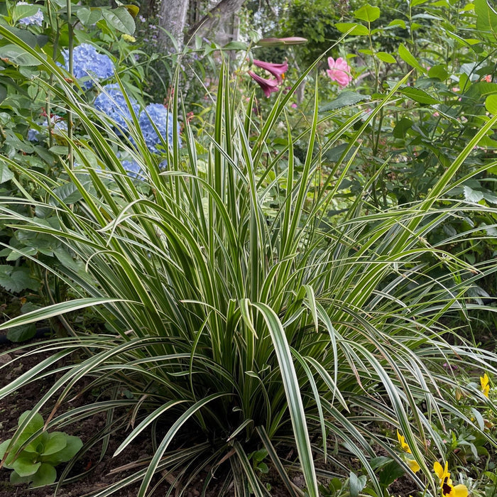 Green grass with white stripes in a garden setting with flowers and plants.