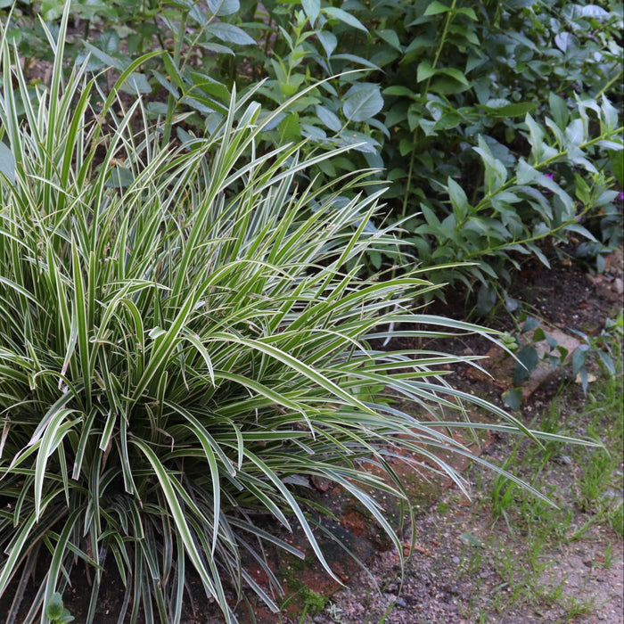 Carex plants on a patio with a stone pathway and garden furniture.