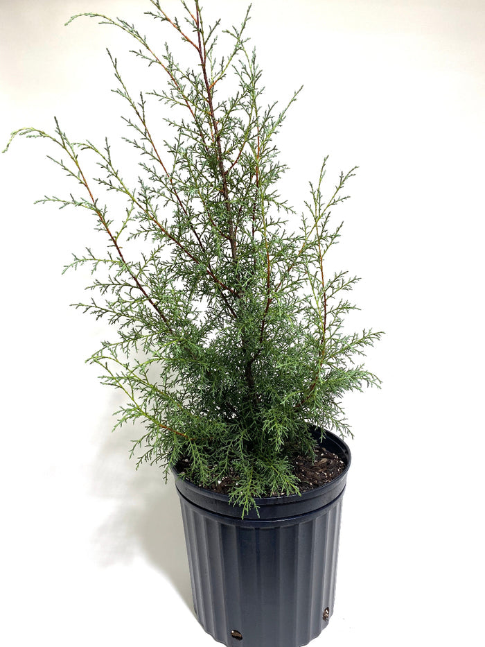 Carolina Sapphire Cypress, Silver-Blue foliage, Great for Privacy Screening