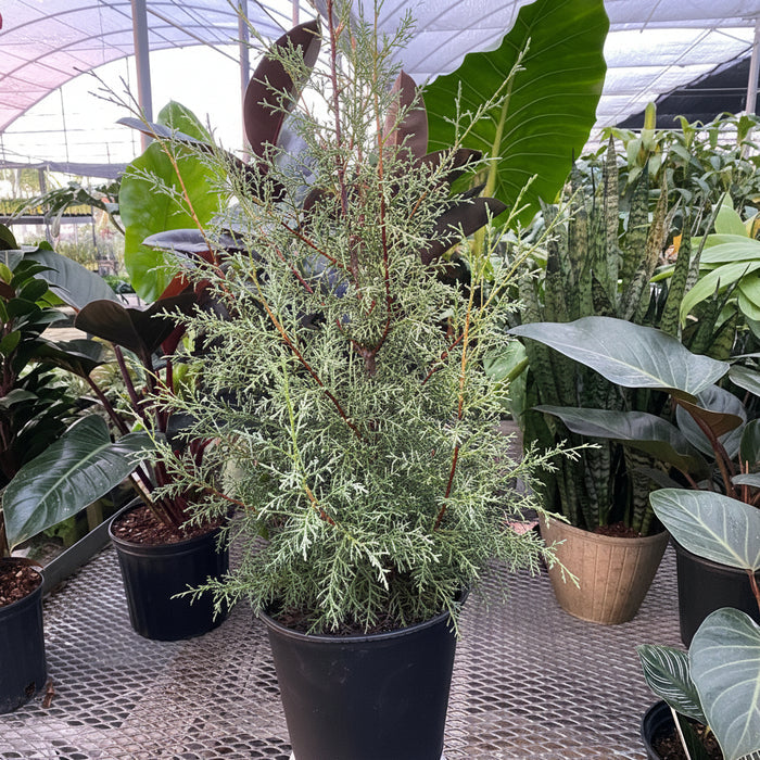 Carolina Sapphire Cypress, Silver-Blue foliage, Great for Privacy Screening