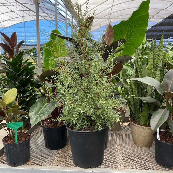 Carolina Sapphire Cypress, Silver-Blue foliage, Great for Privacy Screening