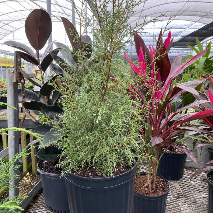 Carolina Sapphire Cypress, Silver-Blue foliage, Great for Privacy Screening