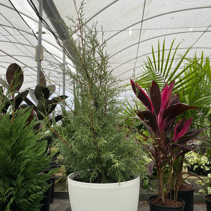 Carolina Sapphire Cypress, Silver-Blue foliage, Great for Privacy Screening