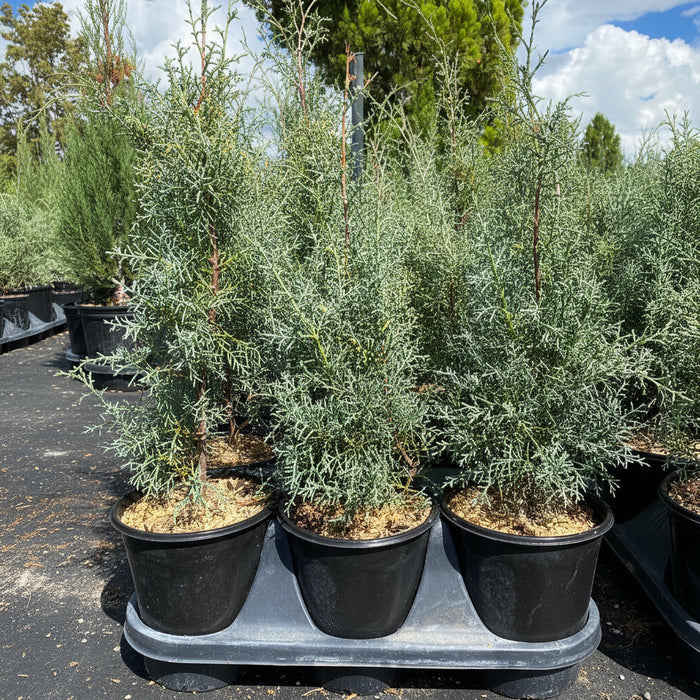 Carolina Sapphire Cypress, Silver-Blue foliage, Great for Privacy Screening