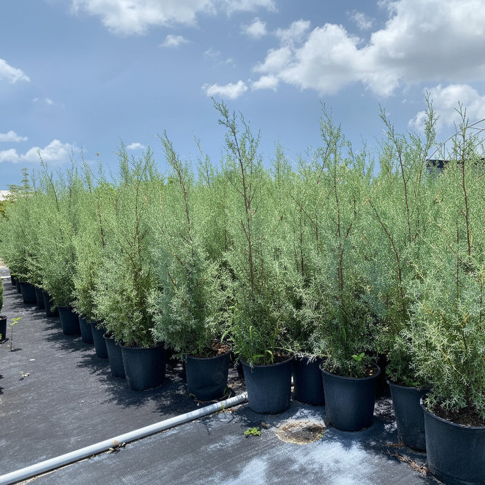 Carolina Sapphire Cypress, Silver-Blue foliage, Great for Privacy Screening