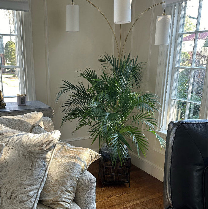 Cat palm Living room with a beige sofa, decorative pillows, and a large window.