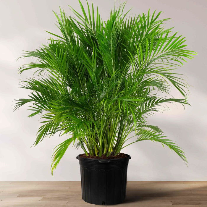 A potted 5 gallon  Cat Palm with vibrant, arching green fronds in a black nursery pot, set against a light background on a wooden surface.