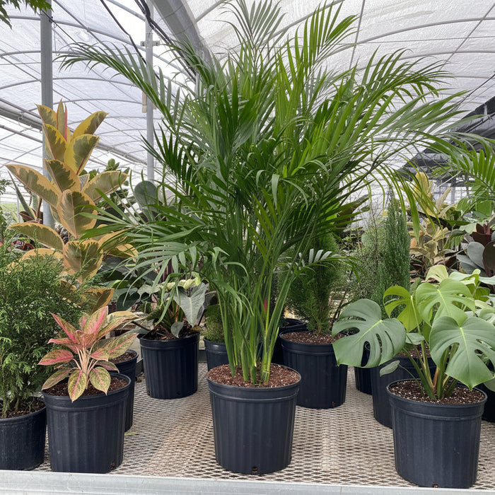 Cat Palm in a Black 5gal pot