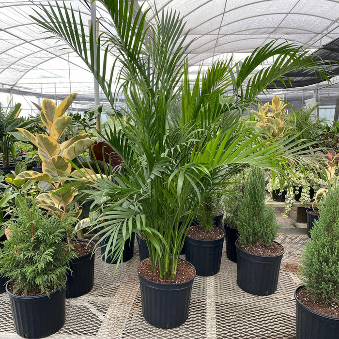 Cat Palm in a 5gal pot