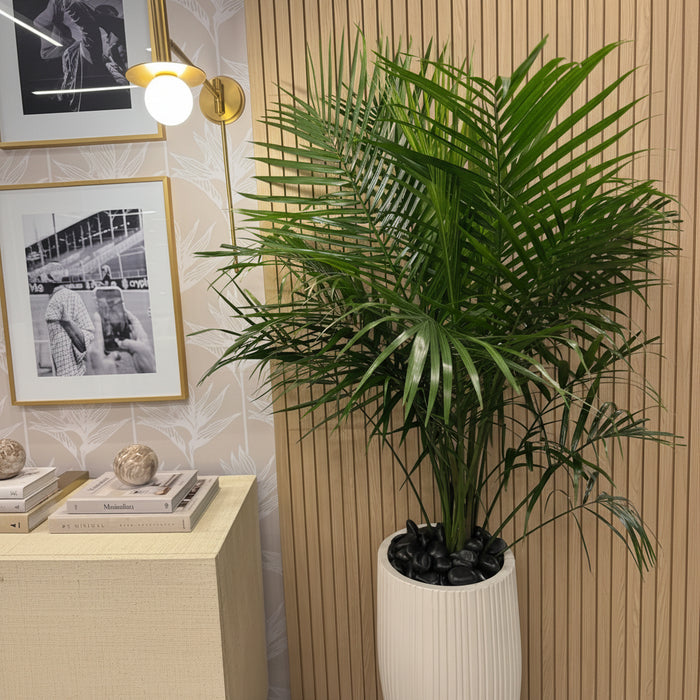 Cat Palm, Live Tropical Plant Indoor featuring lush, dark green feathery fronds, potted in a modern white cylindrical planter topped with black decorative stones.