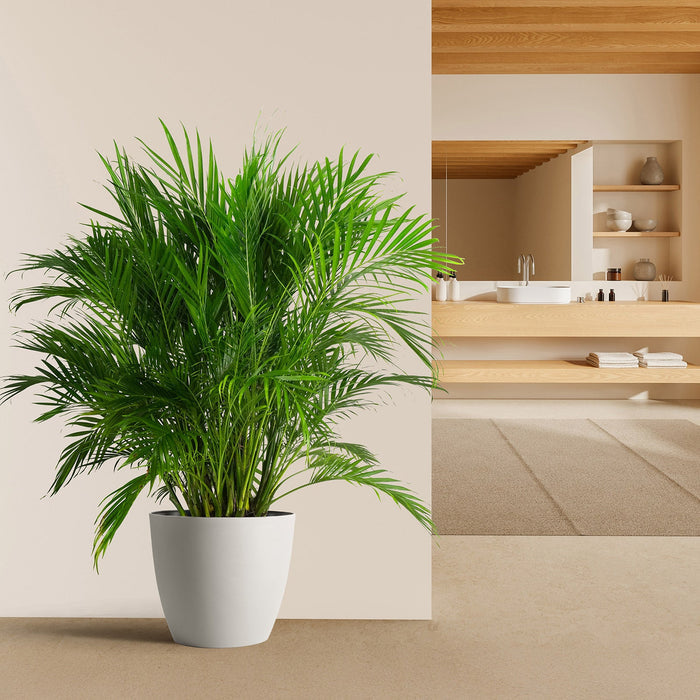 A vibrant green cat palm plant in a white pot, styled in a bright, modern interior room with wooden elements and shelves.