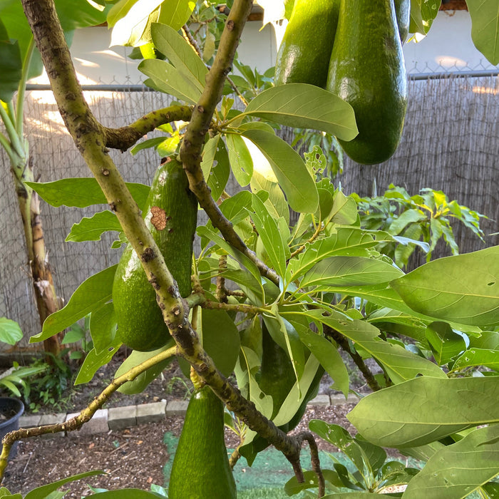 Green avocados hanging from an avocado tree with a wooden fence in the background.