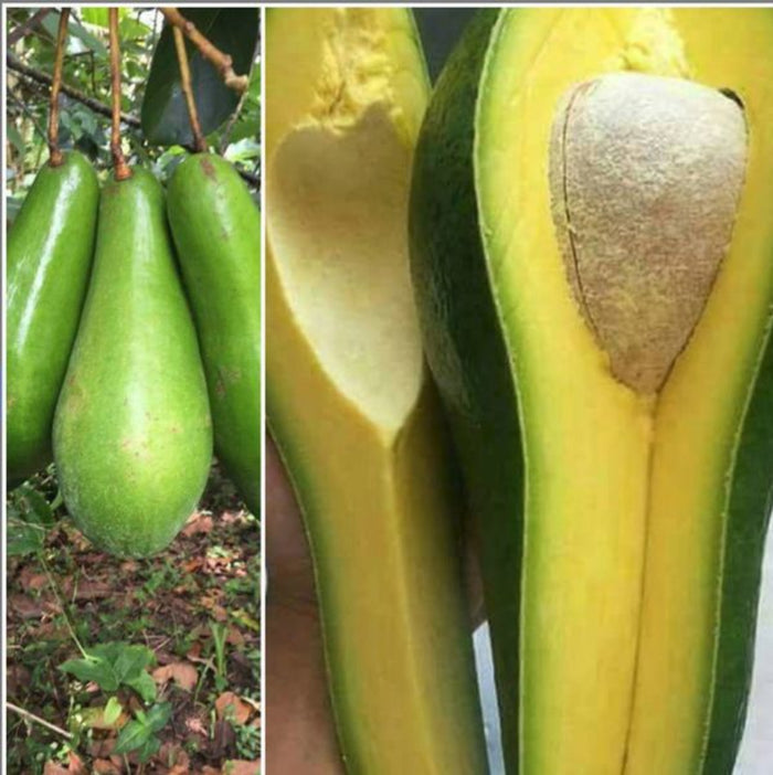 Side-by-side images of Catalina avocados growing on the tree and cut open to show the inside.