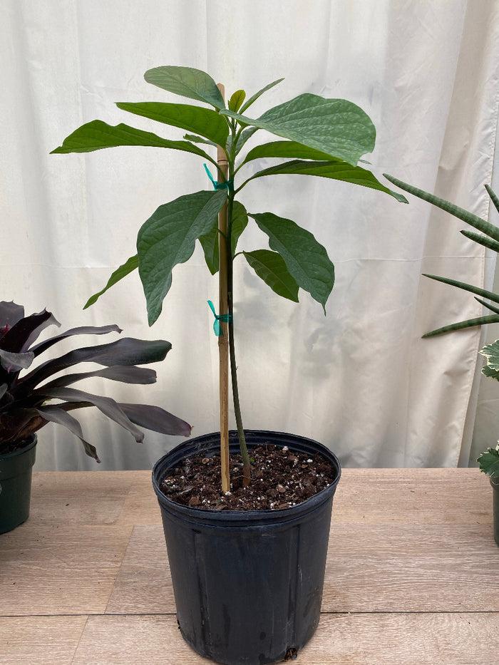 Young potted Catalina Avocado tree sapling.