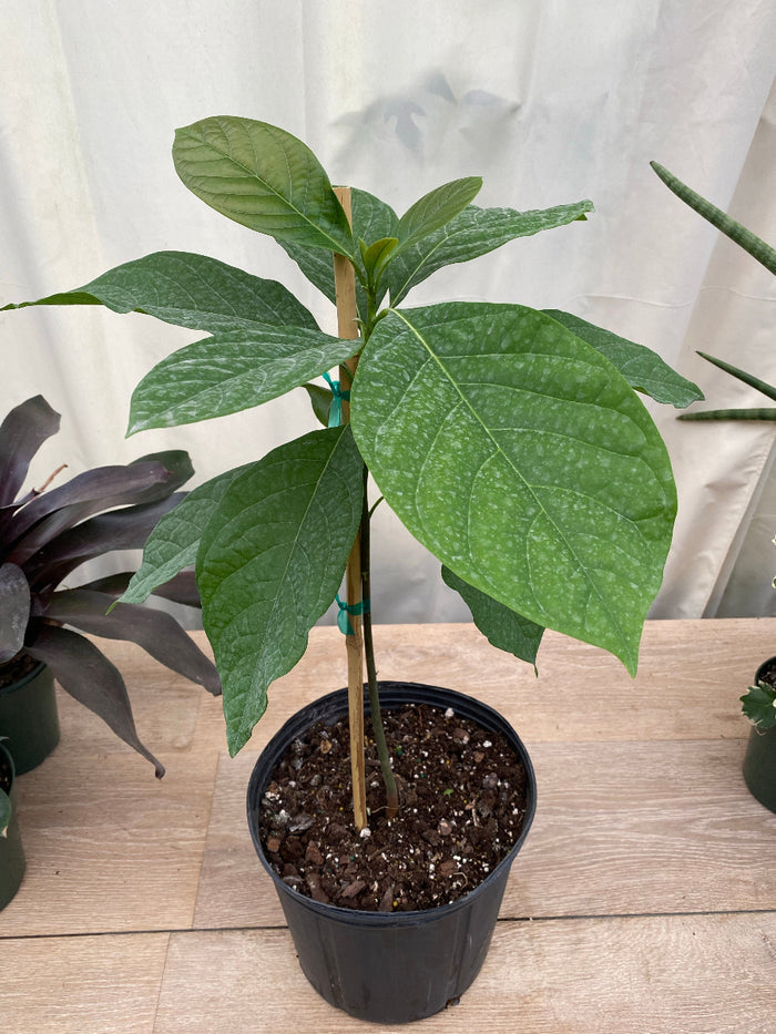 Young potted Catalina Avocado tree sapling.