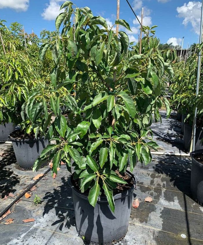 Young potted Hass Avocado tree sapling in an outdoor nursery.