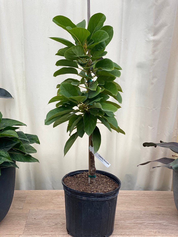 Young potted Catalina Avocado tree (Persea Americana) sapling