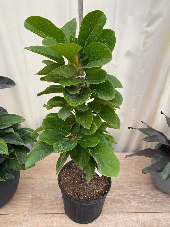 Young potted Catalina Avocado tree (Persea Americana) sapling