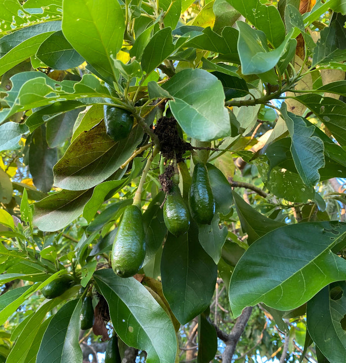 A close-up view of several green, unripe Catalina Avocados