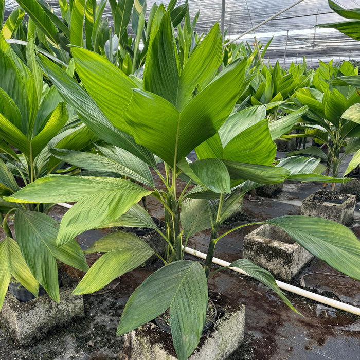 Split Leaf palm tree green leaves against a textured wall with a white arrow.