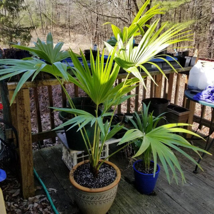 2gal Pot, 27-35in