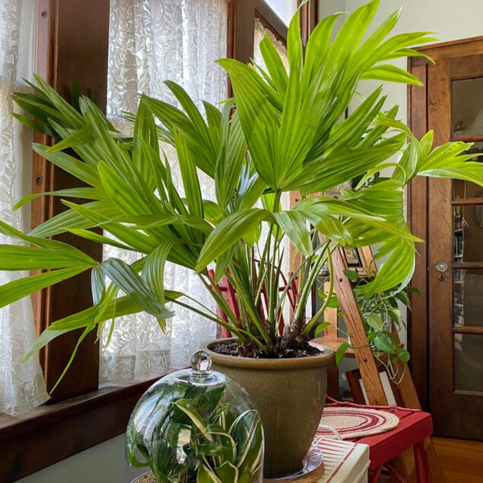 Potted Chinese Fan Palm houseplant indoors by a window.