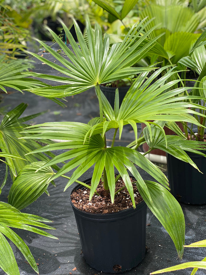 A potted Chinese Fan Palm featuring wide, bright green, fan-shaped leaves with slightly cascading tips