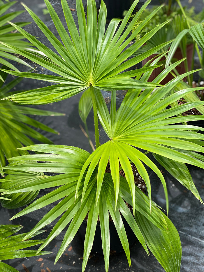 A potted Chinese Fan Palm (Livistona chinensis) featuring wide, bright green, deeply divided fan-shaped leaves