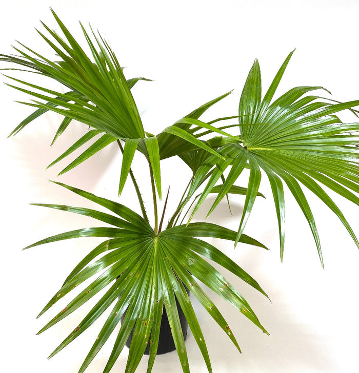 A potted Chinese Fan Palm (Livistona chinensis), also known as a Fountain Palm