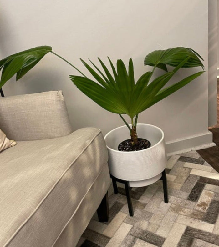 A potted Chinese Fan Palm (Livistona chinensis), also known as a Fountain Palm
