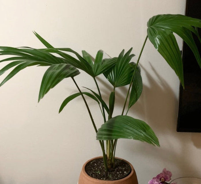 A potted Chinese Fan Palm , also known as a Fountain Palm