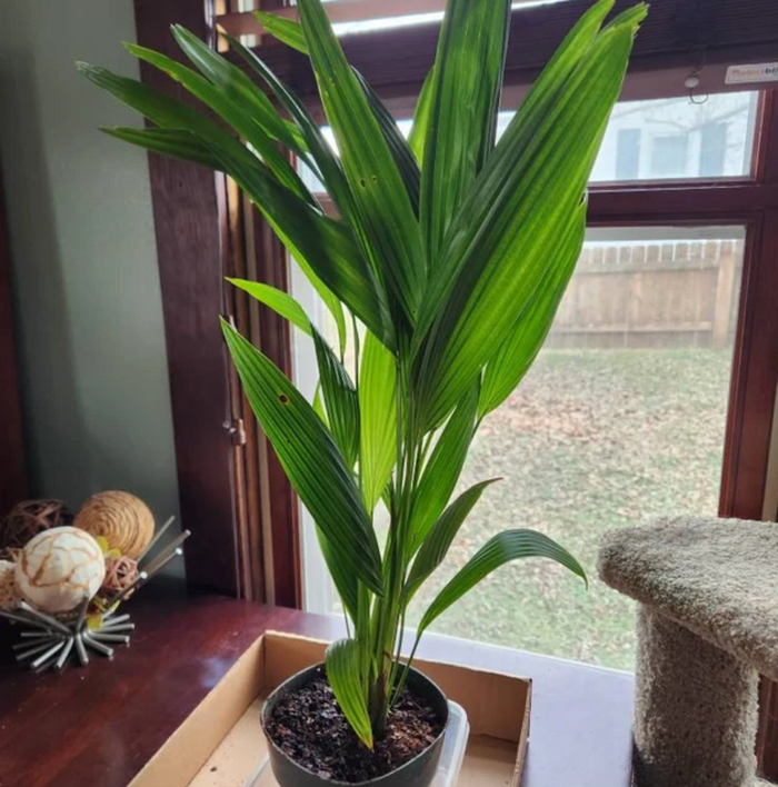 6in Pot, 20-24in