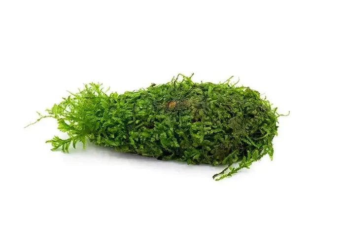 Christmas moss on clay with green delicate fronds for aquariums