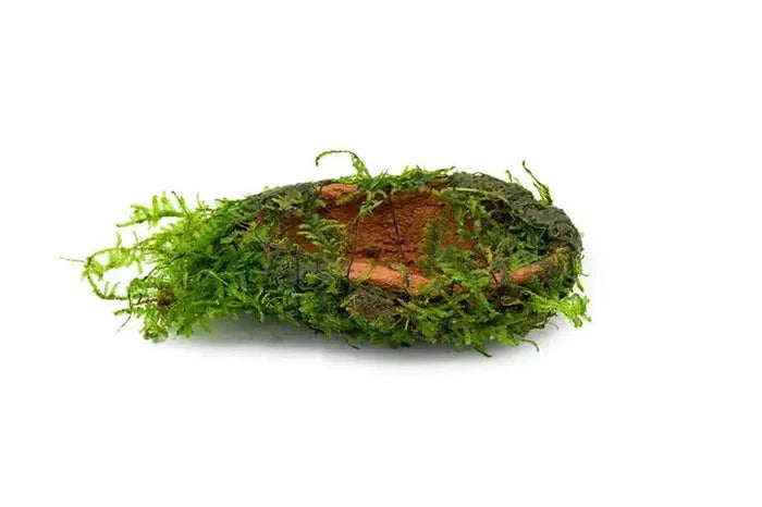 Christmas Moss on Clay — live moss-covered clay piece, earthy tones