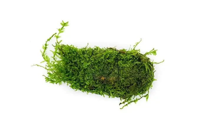 Christmas Moss on Clay: green moss with delicate fronds for aquariums