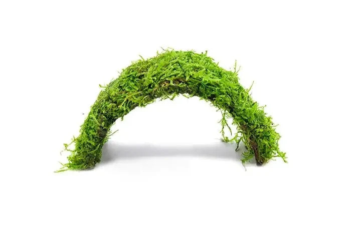 Green moss arch on natural coconut shell bridge