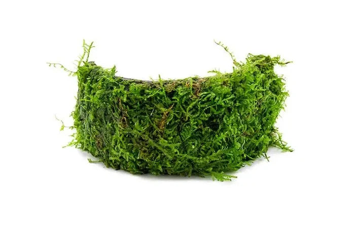 Christmas Moss on Coconut Shell Bridge — live moss arch, natural texture
