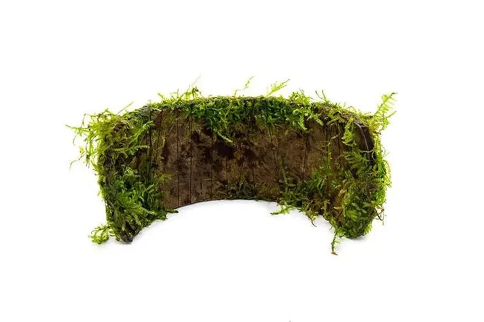 Christmas Moss on Coconut Shell Bridge — live moss on half-circle shell