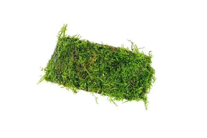 Vibrant green Christmas moss on eco-friendly coconut shell bridge