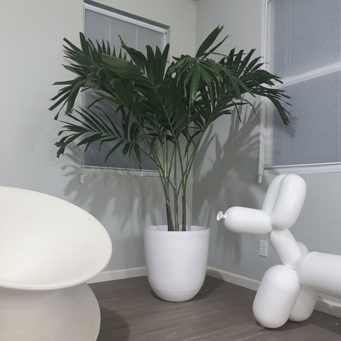 Adonidia merrillii palm in a white planter