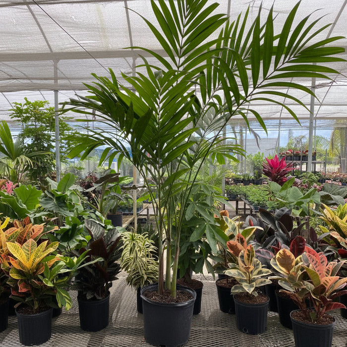 Veitchia merrillii Christmas Palm in a black pot.