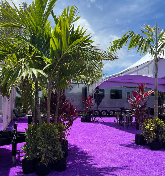 Several potted single-trunk Christmas Palms (Adonidia merrillii) decorating a vibrant outdoor event space