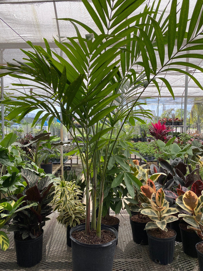 A young, multi-stemmed palm plant featuring bright green, feathery fronds, growing in a black nursery pot